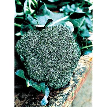 CHOU BROCOLI F1 ATLANTIS 2