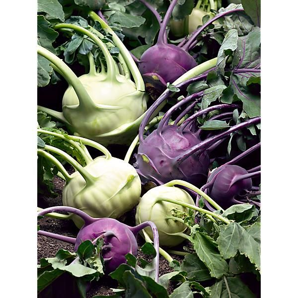 CHOU-RAVE MIX F1 de BLANC et VIOLET