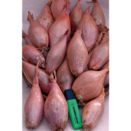 ÉCHALION CUISSE de POULET du POITOU ou ZÉBRUNE