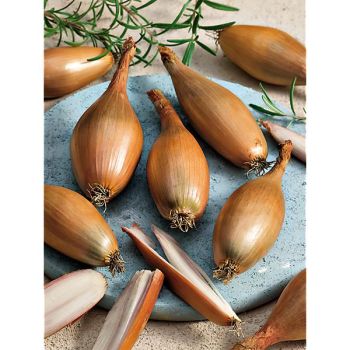 ÉCHALION CUISSE de POULET du POITOU ou ZÉBRUNE Bio 2