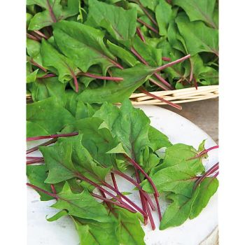 ÉPINARD F1 RED TABBY