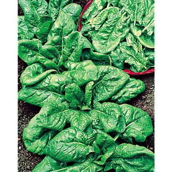 ÉPINARD BUTTERFLAY Bio 2