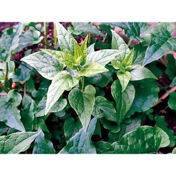 ÉPINARD GRIMPANT du CAUCASE (hablitzia tamnoides)