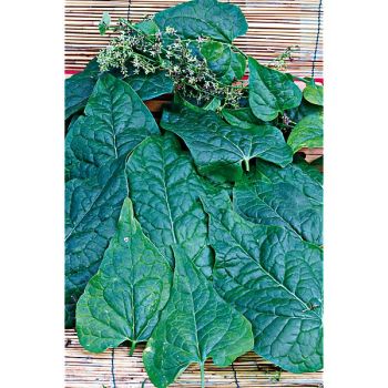 ÉPINARD GRIMPANT du CAUCASE (hablitzia tamnoides) 2