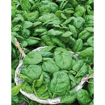 ÉPINARD GÉANT D'HIVER Bio