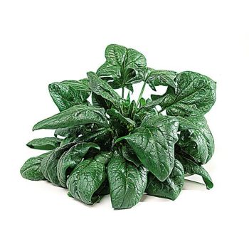 ÉPINARD GÉANT D'HIVER Bio 2