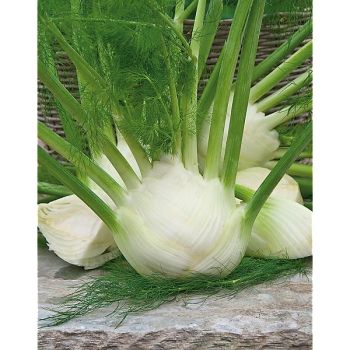 FENOUIL F1 ORION Bio