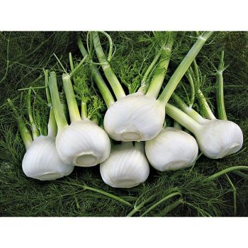 FENOUIL F1 ORION Bio 2