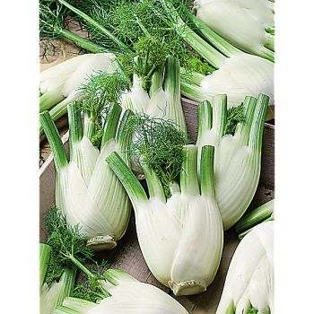 FENOUIL DOUX de FLORENCE Bio