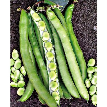 FÈVE OLTER SCIABOLA VERDE