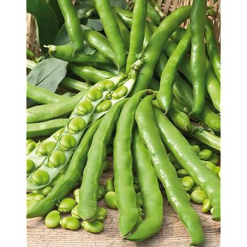 FÈVE OLTER SCIABOLA VERDE 2