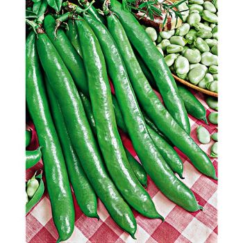 FÈVE LUNGA DELLE CASCINE