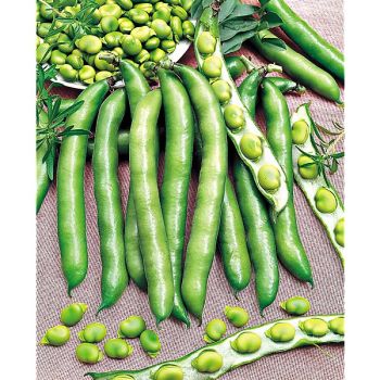 FÈVE d'AGUADULCE SUPERSIMONIA à très longue cosse 2