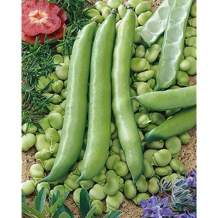 FÈVE de SÉVILLE à LONGUE COSSE