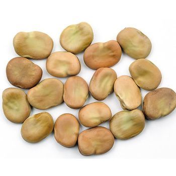 FÈVE de SÉVILLE à LONGUE COSSE 2