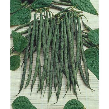 HARICOT ramant SELMA ZÈBRE