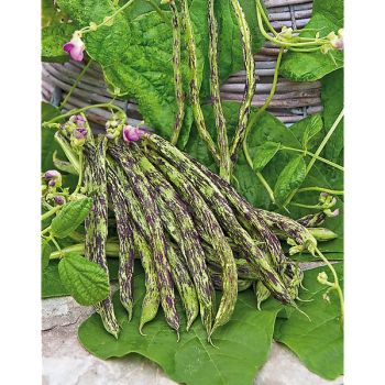 HARICOT ramant BERNERLANDFRAUEN