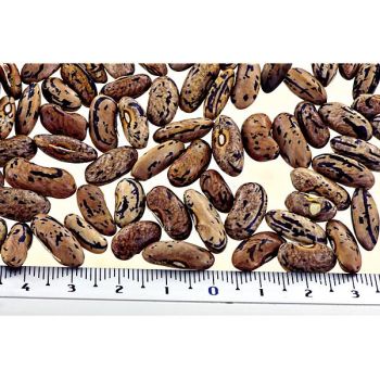 HARICOT ramant BERNERLANDFRAUEN 2