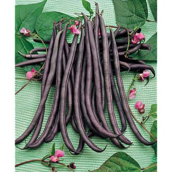 HARICOT ramant MÉLISSA