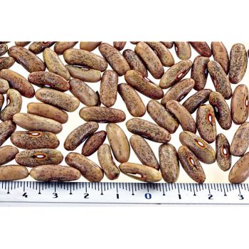 HARICOT ramant MÉLISSA 2