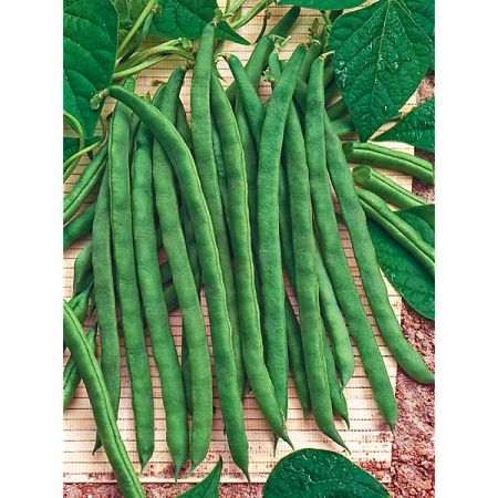 HARICOT ramant PHENOMEEN