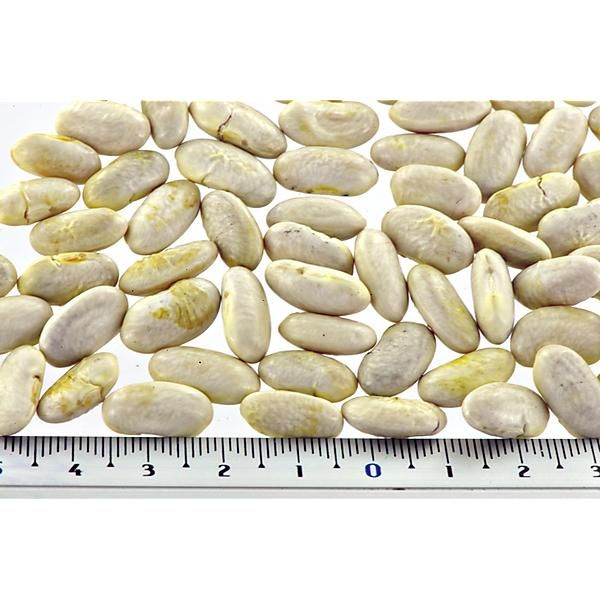 HARICOT ramant PHENOMEEN