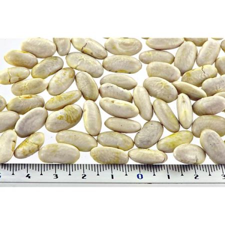 HARICOT ramant PHENOMEEN