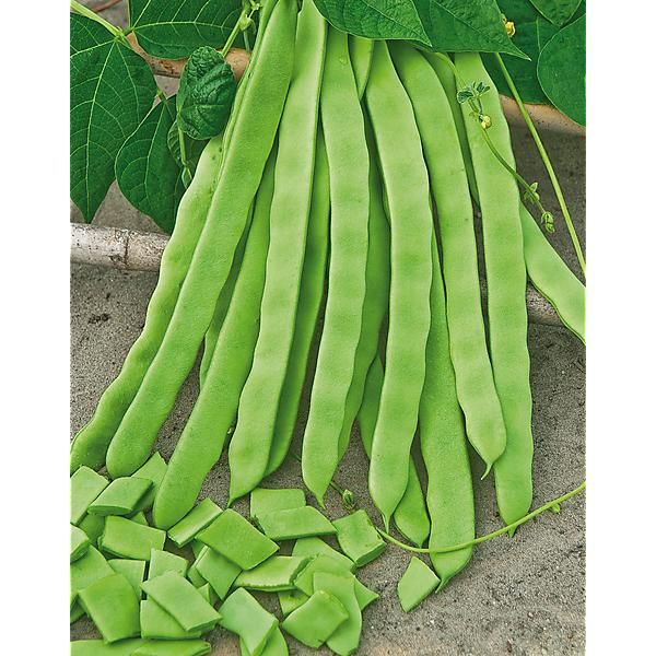 HARICOT ramant MISTICA