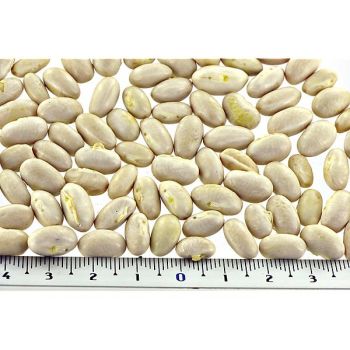 HARICOT PRINCESS à rames type PERLE 2