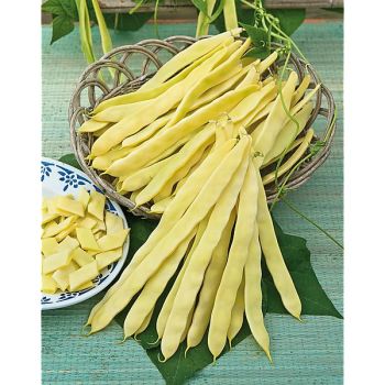 HARICOT ramant GOLDMARIE