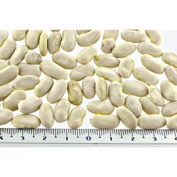 HARICOT ramant GOLDMARIE 2