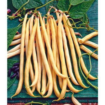 HARICOT ramant RAMDOR