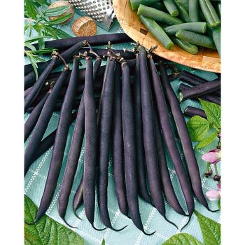 HARICOT ramant CARMINAT