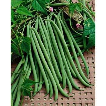 HARICOT ramant FASOLD