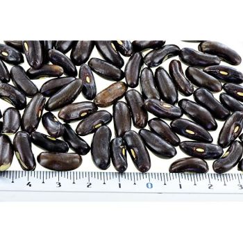 HARICOT ramant FASOLD 2