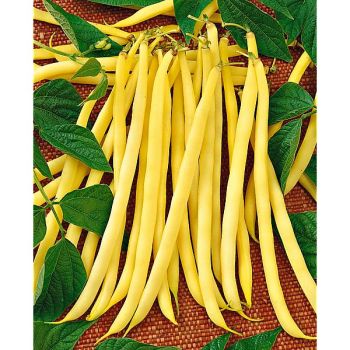 HARICOT ramant MONTE GUSTO