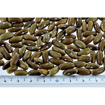 HARICOT ramant MONTE GUSTO 2