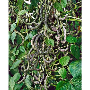 HARICOT ramant STORTINO di TRENTO