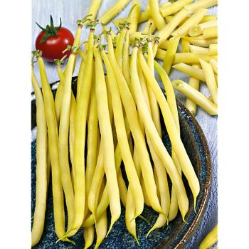 HARICOT ramant SUN SHADE