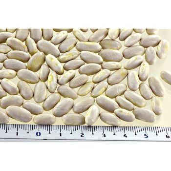 HARICOT ramant SUN SHADE 2