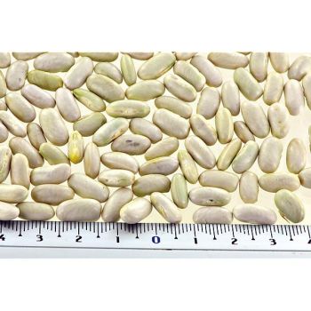 HARICOT ramant PYTHON 2