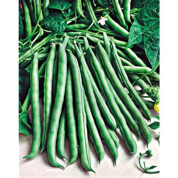 HARICOT ramant PERFECTION BLANC ou blanc de juillet ou...