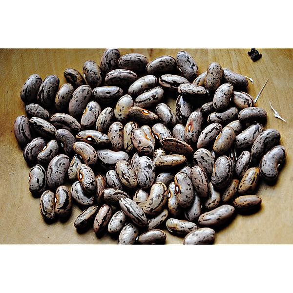 HARICOT ramant BRAGANÇANO ou FARTURA