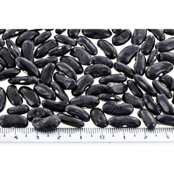 HARICOT ramant COBRA 2