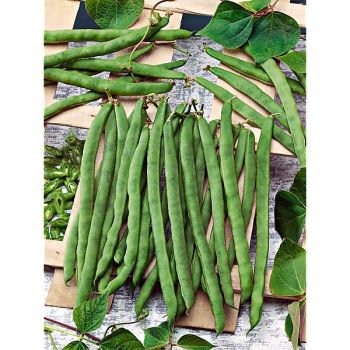 HARICOT ramant HILDS NECKARKÖNIGIN