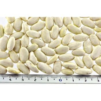 HARICOT ramant HILDS NECKARKÖNIGIN Bio 2