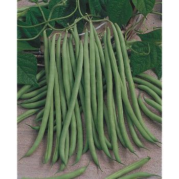 HARICOT ramant VESPERAL Bio