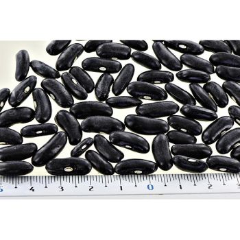 HARICOT ramant VESPERAL Bio 2