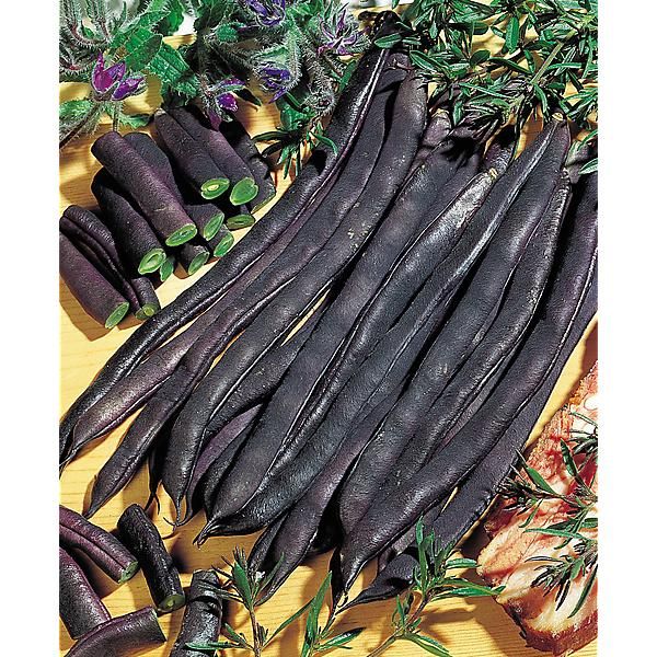 HARICOT ramant BLAUHILDE