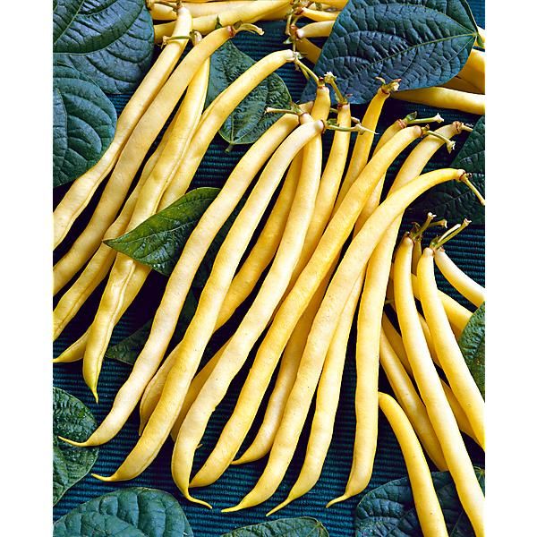 HARICOT ramant NECKARGOLD Bio